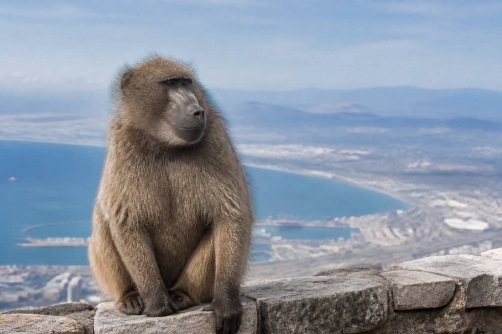 Cape Town baboons : tout savoir sur les babouins de Cape Town avant un voyage en Afrique du Sud