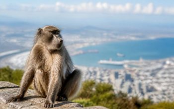 Baboon in Cape Town : conseils pour observer les babouins en toute sécurité