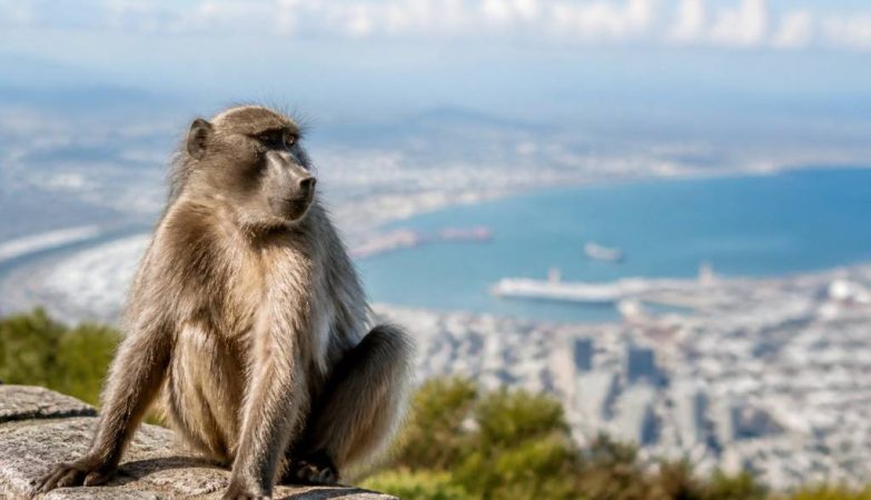 Baboon in Cape Town : conseils pour observer les babouins en toute sécurité