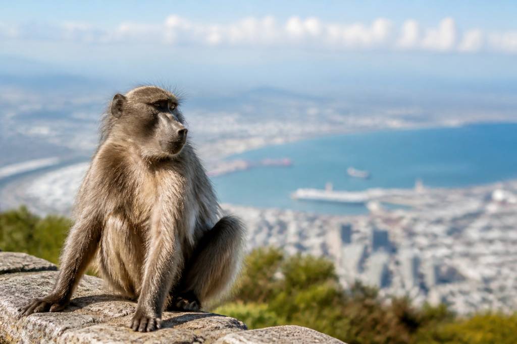 Baboon in Cape Town : conseils pour observer les babouins en toute sécurité